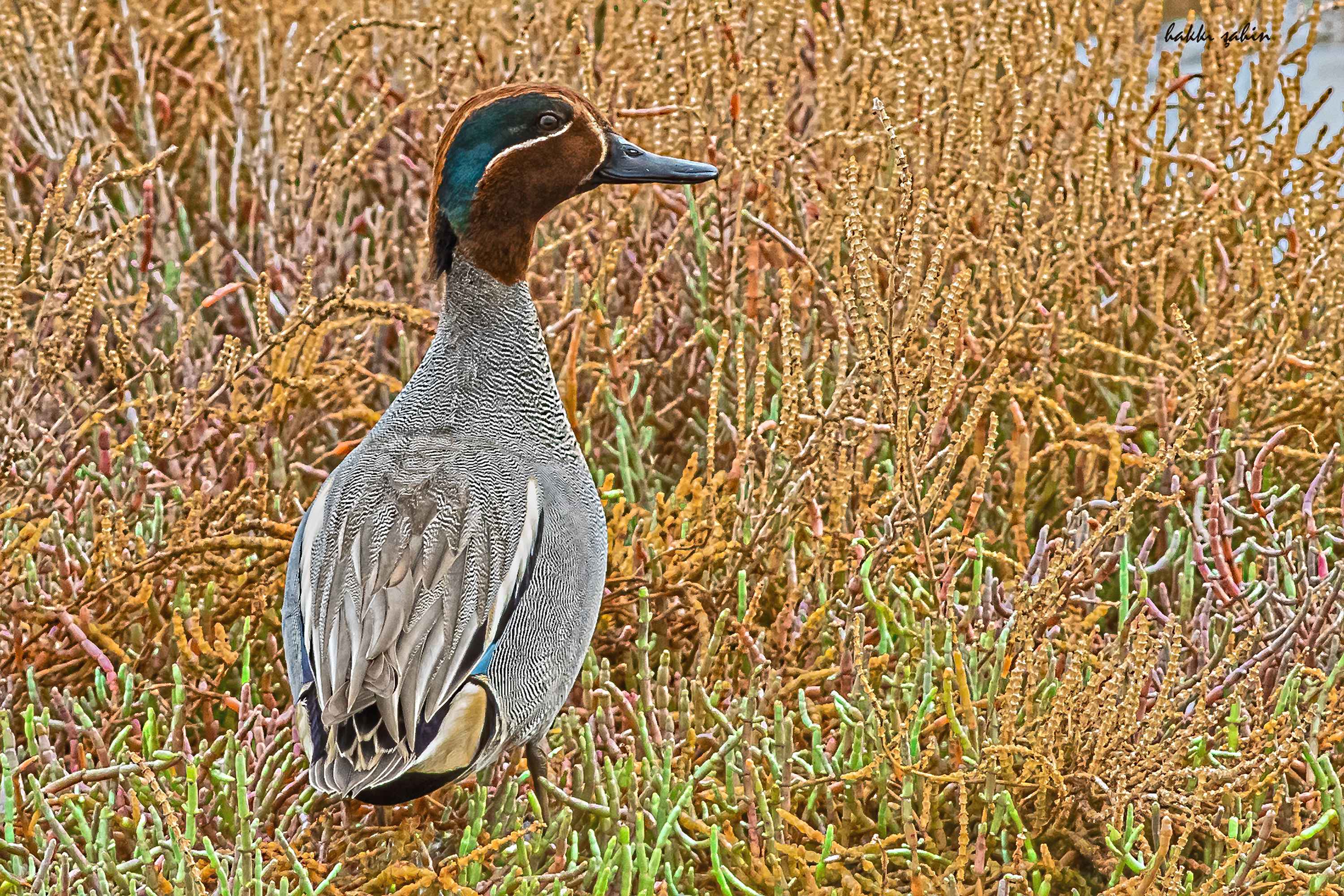 Green-winged Teal